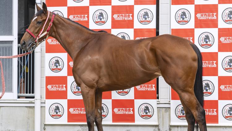 【府中牝馬S予想】ラヴェルほか有力馬の馬体をチェック！