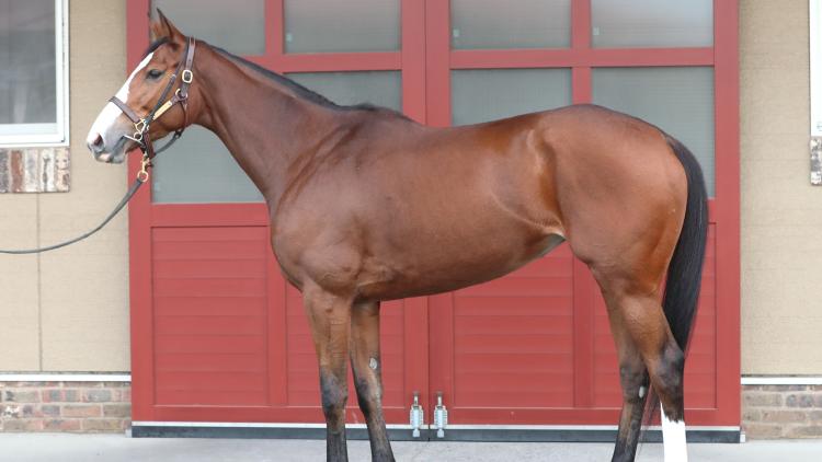 【しらさぎS予想】チェルヴィニアほか有力馬の馬体をチェック！