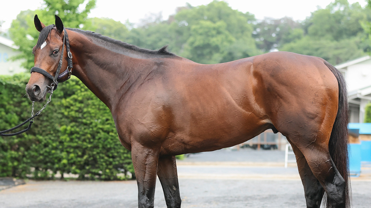 【北九州記念予想】ロードフォアエースほか有力馬の馬体をチェック！