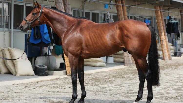【七夕賞予想】ドゥラドーレスほか有力馬の馬体をチェック！