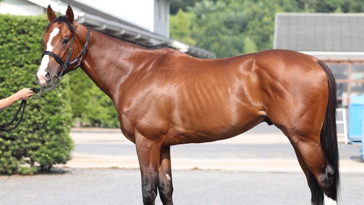 【小倉記念予想】メリオーレムほか有力馬の馬体をチェック！
