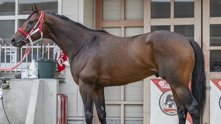 【東海S予想】ビダーヤほか有力馬の馬体をチェック！