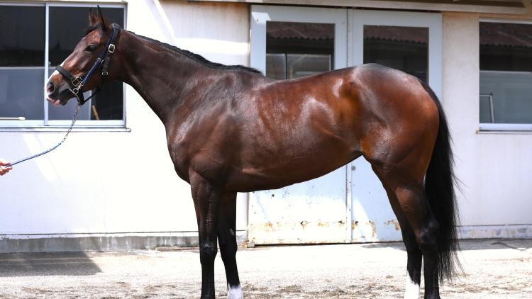 【関屋記念予想】ボンドガールほか有力馬の馬体をチェック！