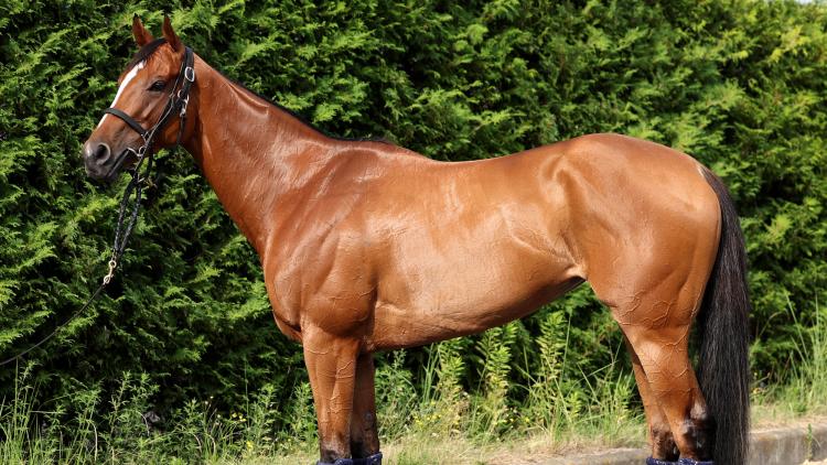 【アイビスSD予想】ピューロマジックほか有力馬の馬体をチェック！
