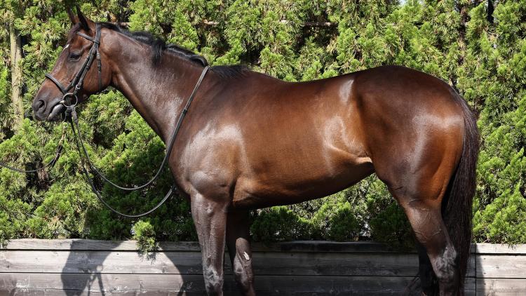 【クイーンS予想】アルジーヌほか有力馬の馬体をチェック！