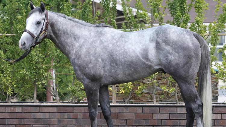 【CBC賞予想】ヤマニンアルリフラほか有力馬の馬体をチェック！