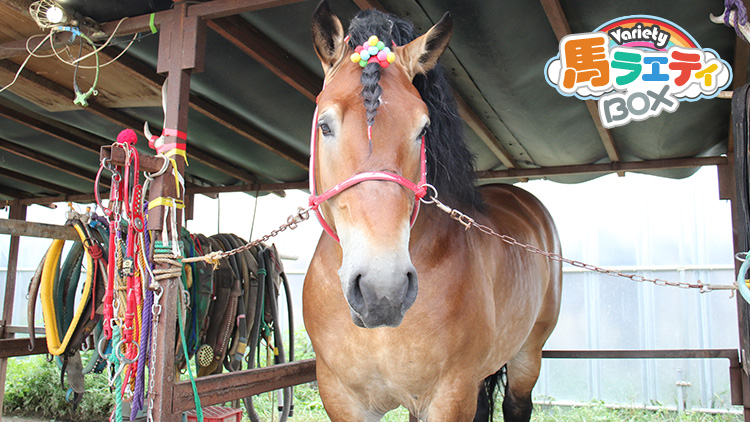 【ばんえいグランプリゆるい出馬表】「いたずらするのは元気な証拠…!?」個性派ばん馬たちの魅力をゆるっと紹介！