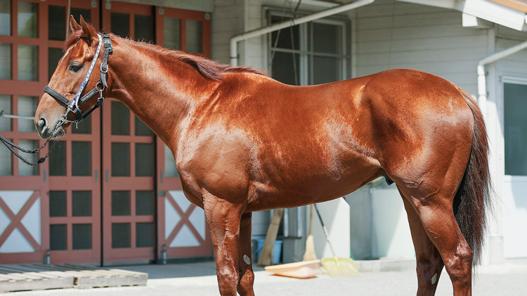 【中京記念予想】ウォーターリヒトほか有力馬の馬体をチェック！