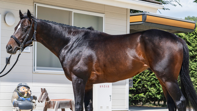 【札幌記念予想】シュヴァリエローズの馬体をチェック！