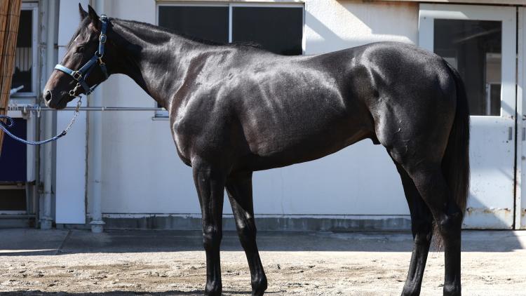 【新潟2歳S予想】リアライズシリウスほか有力馬の馬体をチェック！