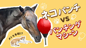 超活用ネット競馬で稼ぎまくれ! ネット株より簡単! 超活用ネット競馬で稼ぎまくれ!: ネット株より簡単!(荒井 俊也