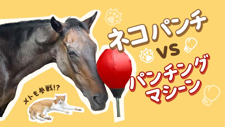 【ゆる動画】ネコパンチがパンチングマシーンで遊んでみた！！
