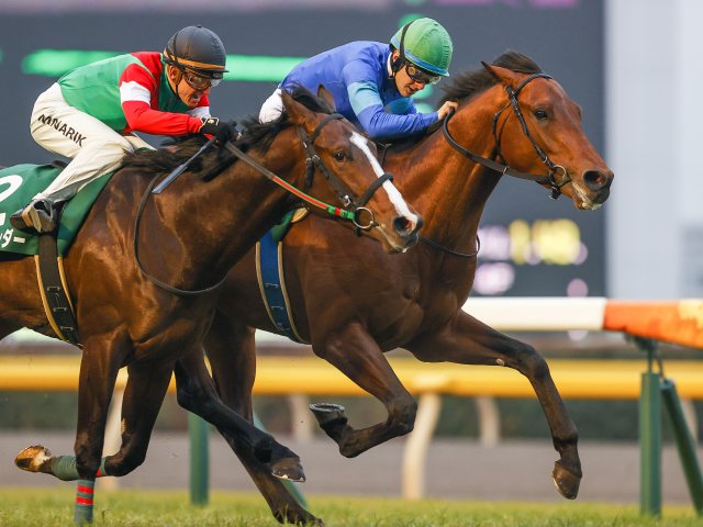 【京成杯AH枠順確定】ダーリントンホールは5枠8番、ファルコニアは7枠11番