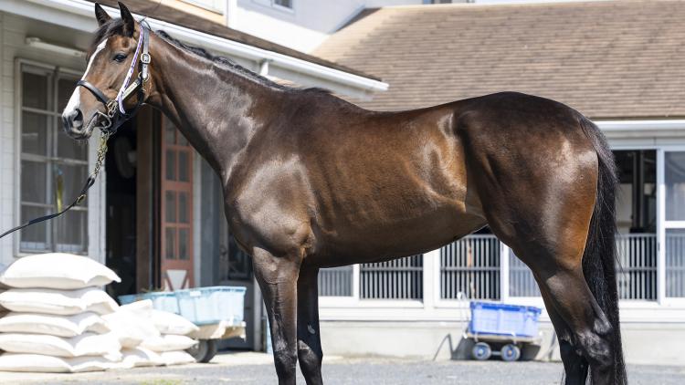 【紫苑S予想】リンクスティップほか有力馬の馬体をチェック！