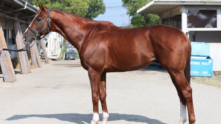 【セントウルS予想】トウシンマカオほか有力馬の馬体をチェック！