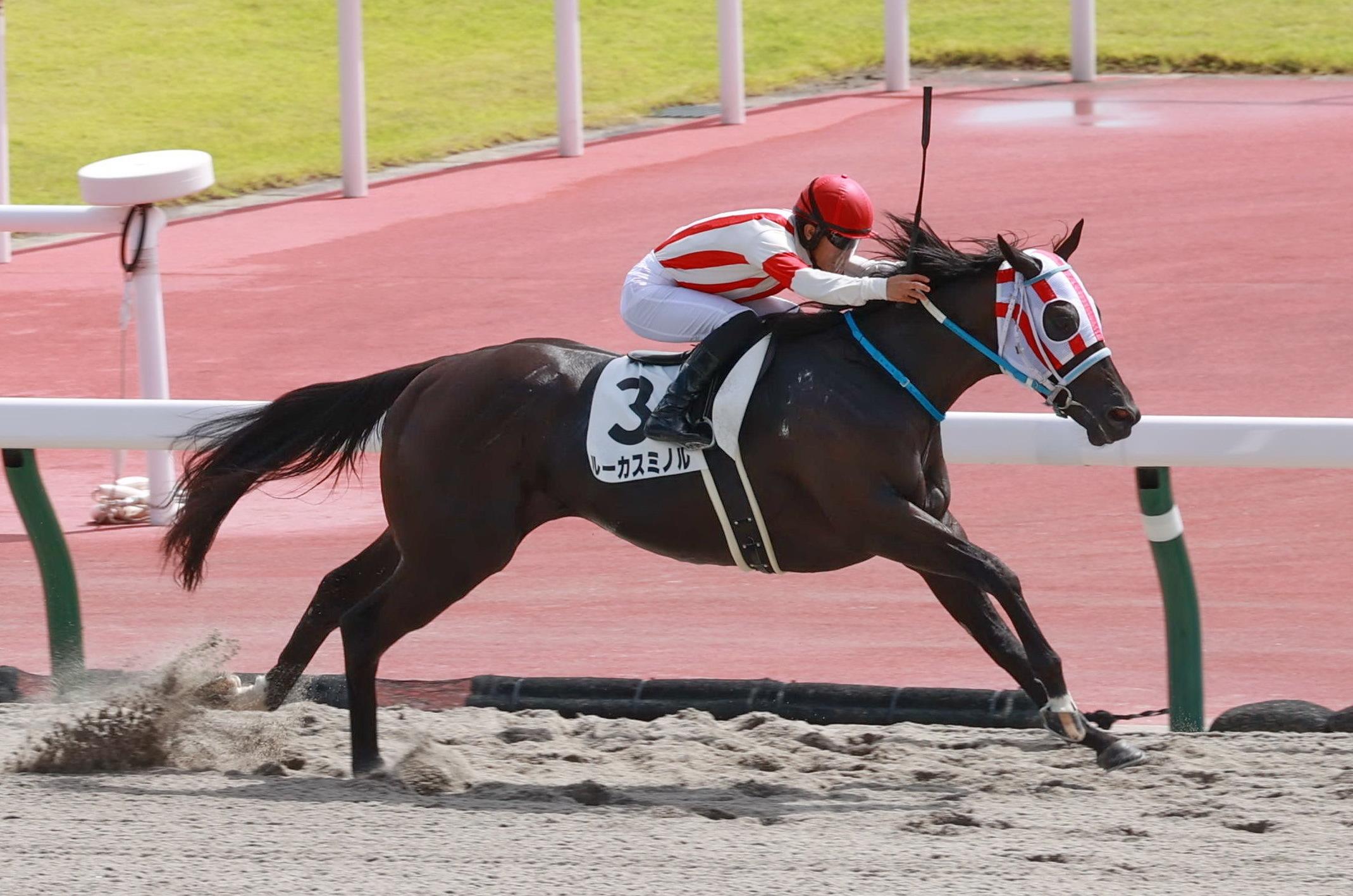 ｐｏｇ １２番人気覆した ルーカスミノルが２馬身差の快勝 競馬ニュース Netkeiba Com