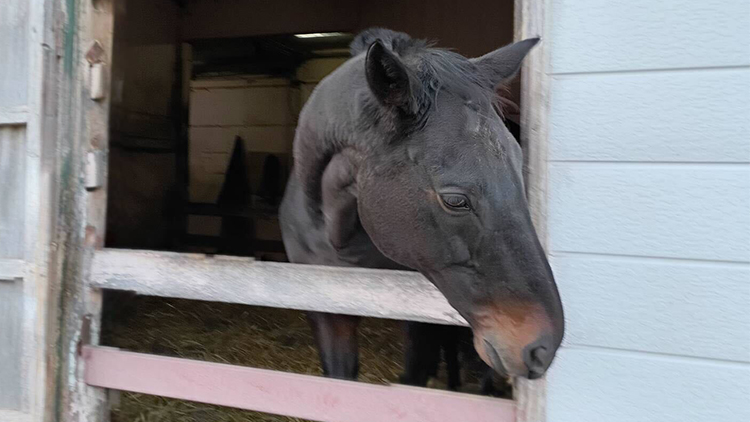Ρ쥤Υ饦ɥեǥ󥰡ֳͤȰ˳ڤȴƤ