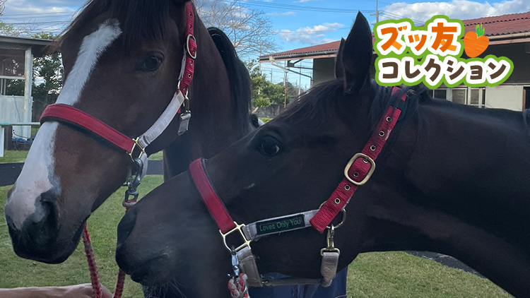 #ޥۥޥ륷졼̡ߥ꡼桼֤ޤϥޥͧ!? ߤ礦Ĥʤߡ