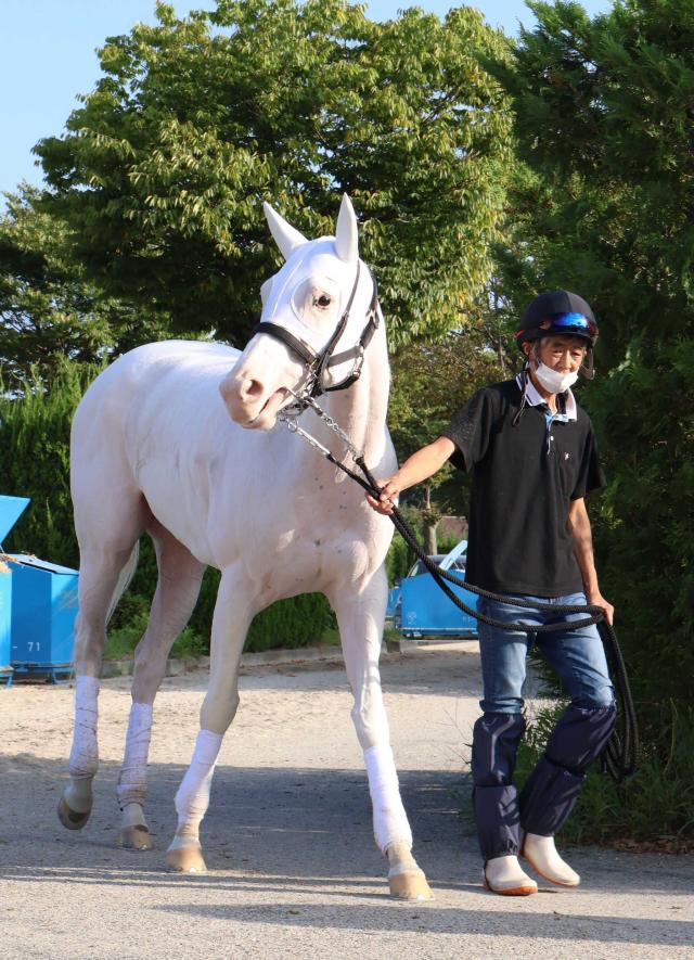 ソダシ 府中牝馬sで始動 須貝師「マイルcsを目標としてのたたき台」 競馬ニュース Netkeiba