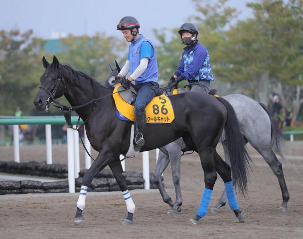 【府中牝馬s】クールキャットが得意の東京替わりで反撃へ 奥村武調教師「ベストの条件」 競馬ニュース