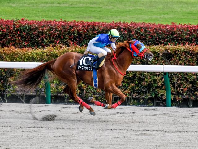 【馬券の狙い目】アドマイヤルプスは武蔵野sへ 馬三郎のつぶやき 