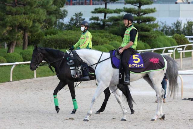 【菊花賞1週前追い】ガイアフォース&ジャスティンパレス　杉山晴厩舎2頭が坂路好感触