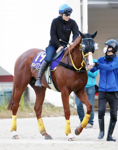 【菊花賞】神戸新聞杯3着ボルドグフーシュ　宮本調教師「走り方から3000メートルはいい」