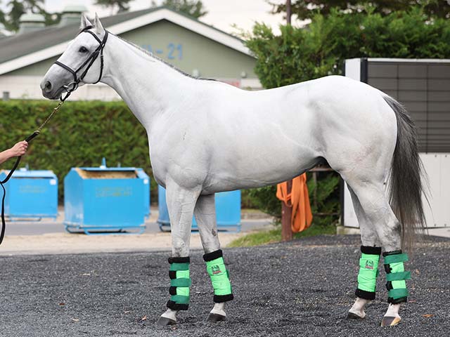 菊花賞予想】先週のGIも本線的中！ 好調記者が出走馬の状態を
