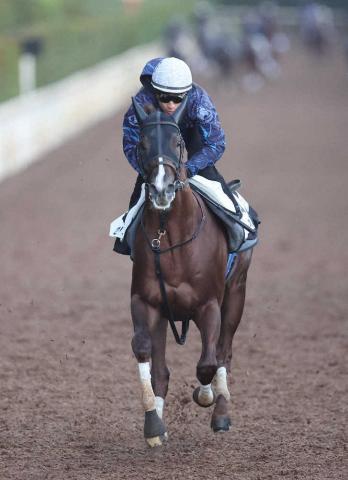 最安値 競馬 G1 セリフォス コート 中内田師「もうひとつ良く