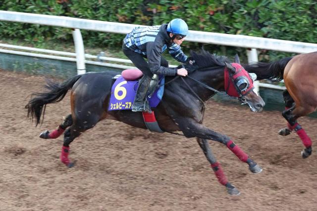 【菊花賞】シェルビーズアイ、マイネルトルファン、シホノスペランツァが8分の3の抽選突破