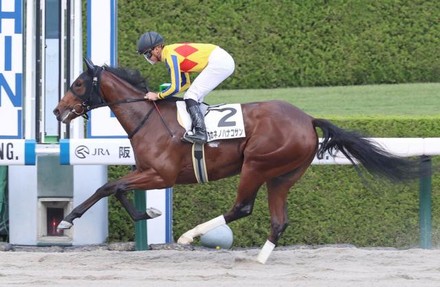 阪神4r 2歳新馬 逃げたタカネノハナコサンが圧勝 岩田望来騎手 追い出しを待つ余裕あった 競馬ニュース Netkeiba Com