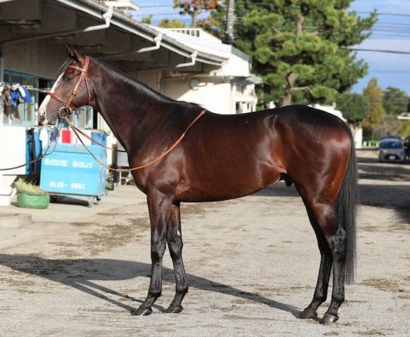 【天皇賞・秋】ダノンベルーガ90点　高い素質感じさせる筋肉量の抱負な馬体