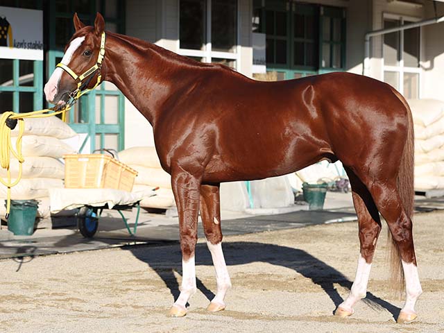 【天皇賞(秋)馬体解説】古馬か3歳馬か？ 最も状態を上げている中穴候補とは？