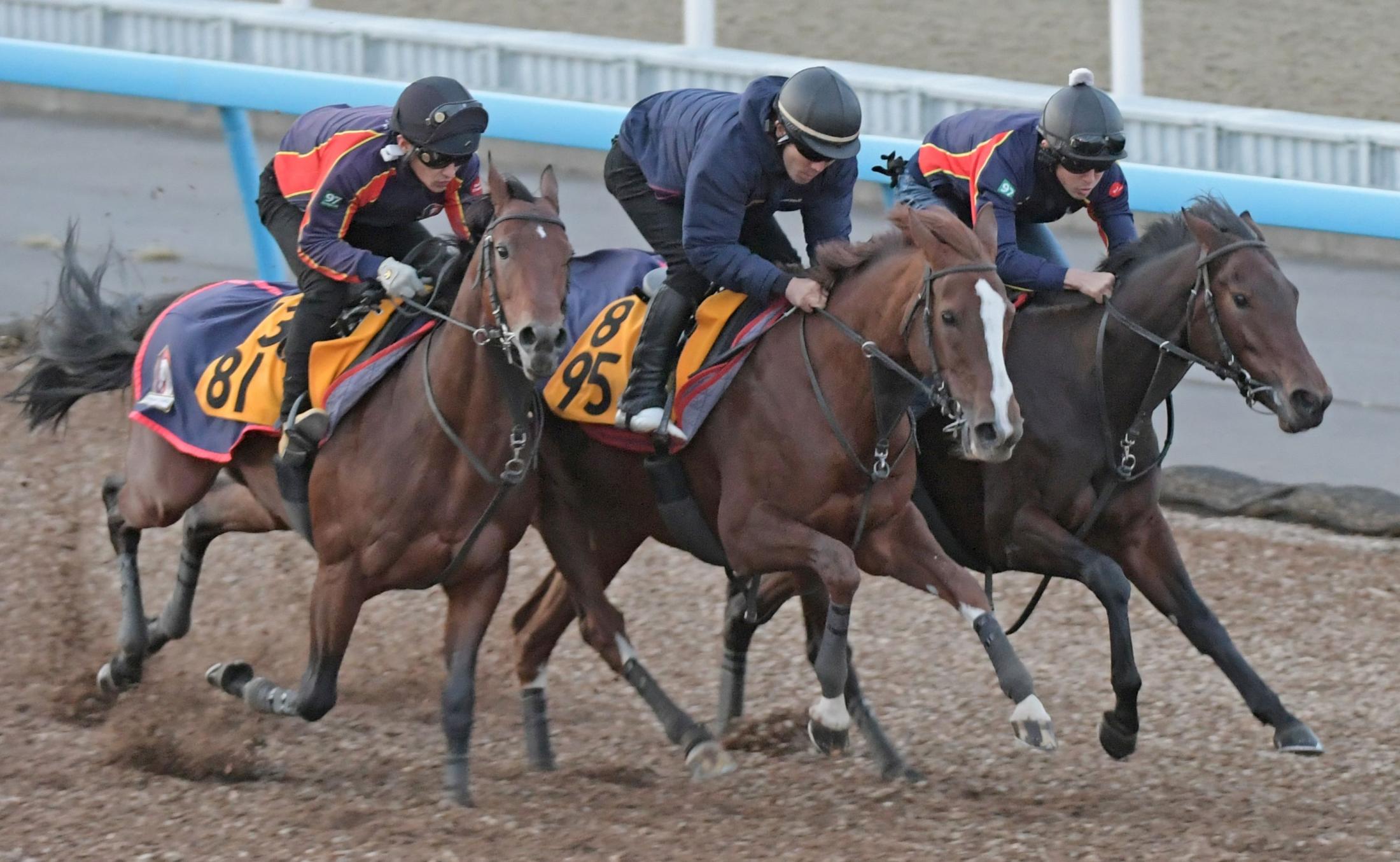 スワンｓ スカイグルーヴ 鋭い動き見せた 木村師は条件変わりで改めて期待 競馬ニュース Netkeiba Com