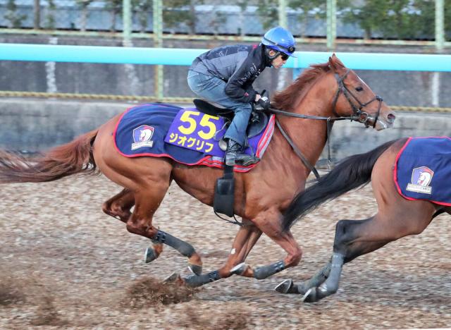 【天皇賞・秋】ジオグリフは坂路2本で調整 素軽い動きが光る 競馬ニュース netkeiba
