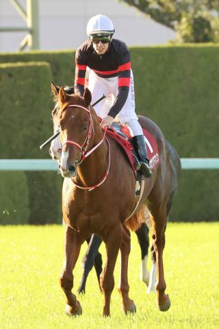 【スワンS】1番人気ホウオウアマゾン10着 好位から運ぶも「右にささった」Cデムーロ騎手 競馬ニュース netkeiba