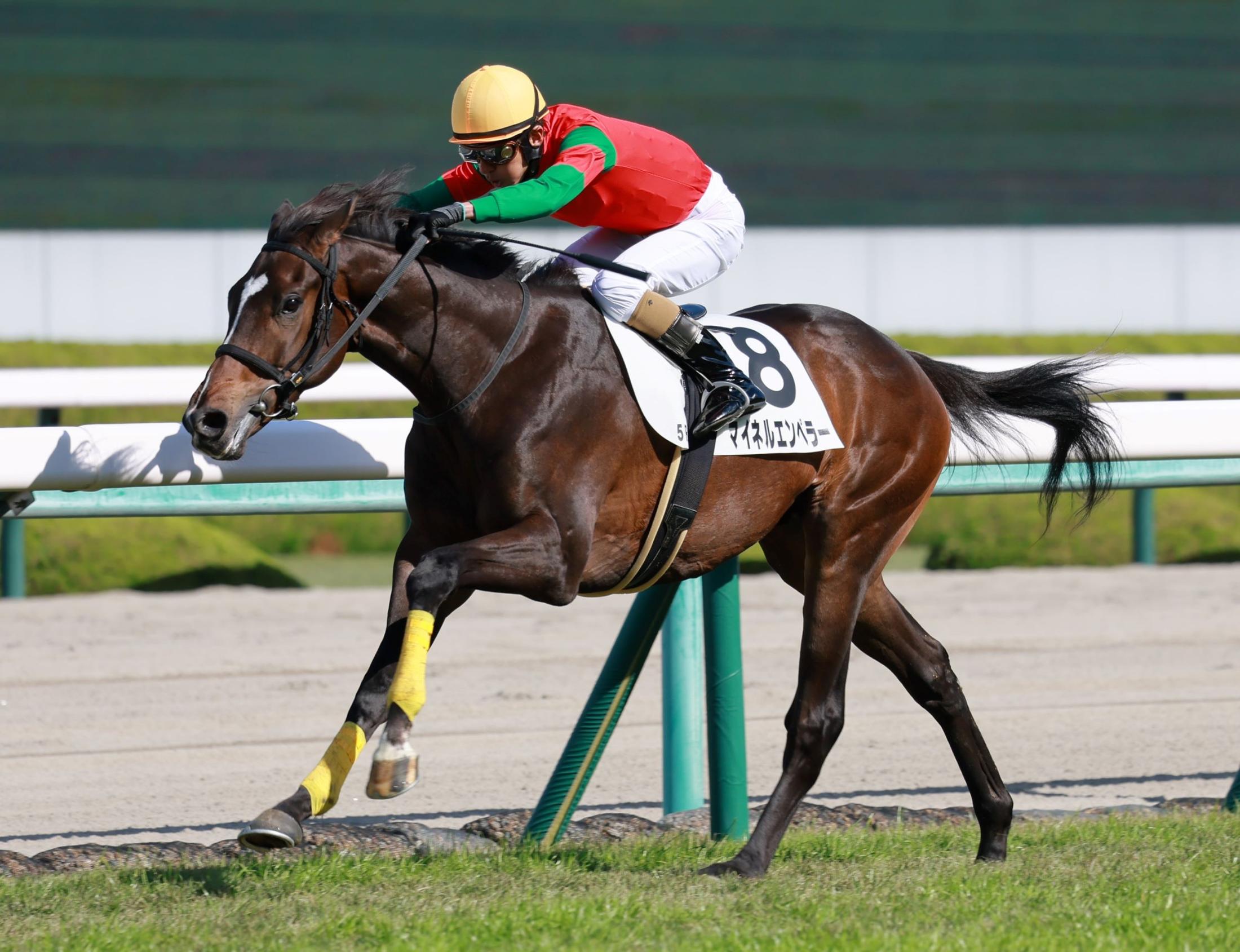 【POG】マイネルエンペラー 最内ズドン 和田竜「これからが楽しみ」 競馬ニュース netkeiba