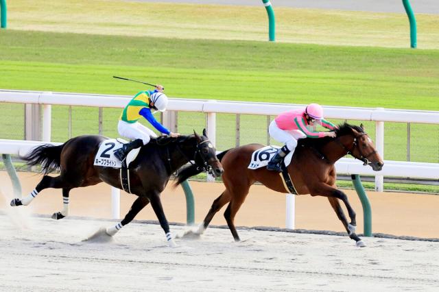 2歳新馬評価 東京向きのオメガタキシード 横山和生騎手 まだ子どもっぽいですがイメージ通り 競馬ニュース Netkeiba Com