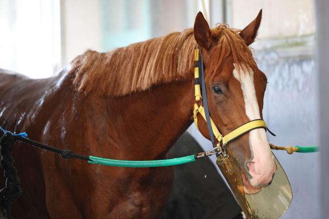 【注目馬動向】菊花賞2着ボルドグフーシュは有馬記念へ　放牧先で順調に調整中