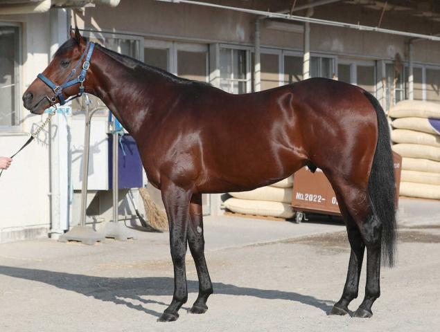 【マイルCS】シュネルマイスター90点　バランス良く付く柔軟筋肉