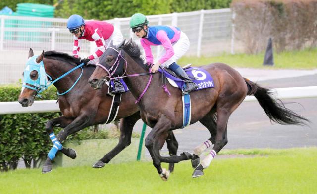 20年最優秀障害馬のメイショウダッサイが引退 20、21年にJ・G1を2勝 競馬ニュース