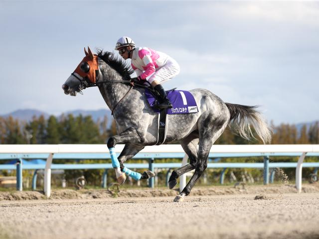 【カペラS出走馬・騎手確定】リュウノユキナ&柴田善臣騎手、オメガレインボー&岩田康誠騎手など16頭