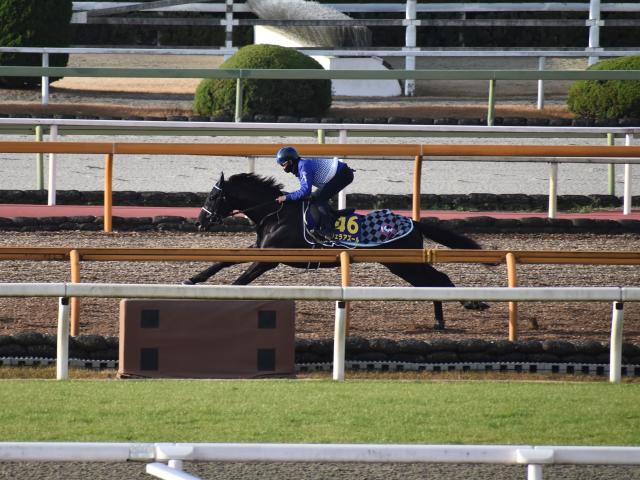 ヴェラアズール、有馬記念1週前追い切り速報/栗東トレセンニュース