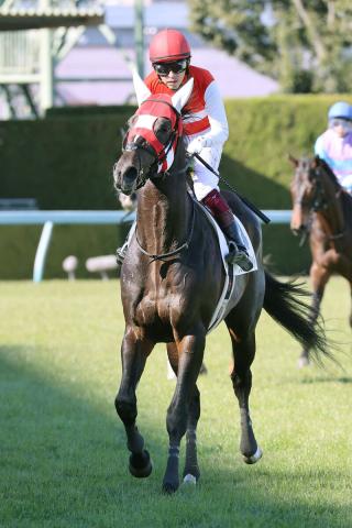 【次回注目馬】2億6000万馬のショウナンバシットは、昇級しても即通用　須貝調教師「福永騎手が乗れる適鞍へ」