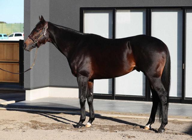 【有馬記念】タイトルホルダー95点　現役最強ステイヤーにふさわしい馬体