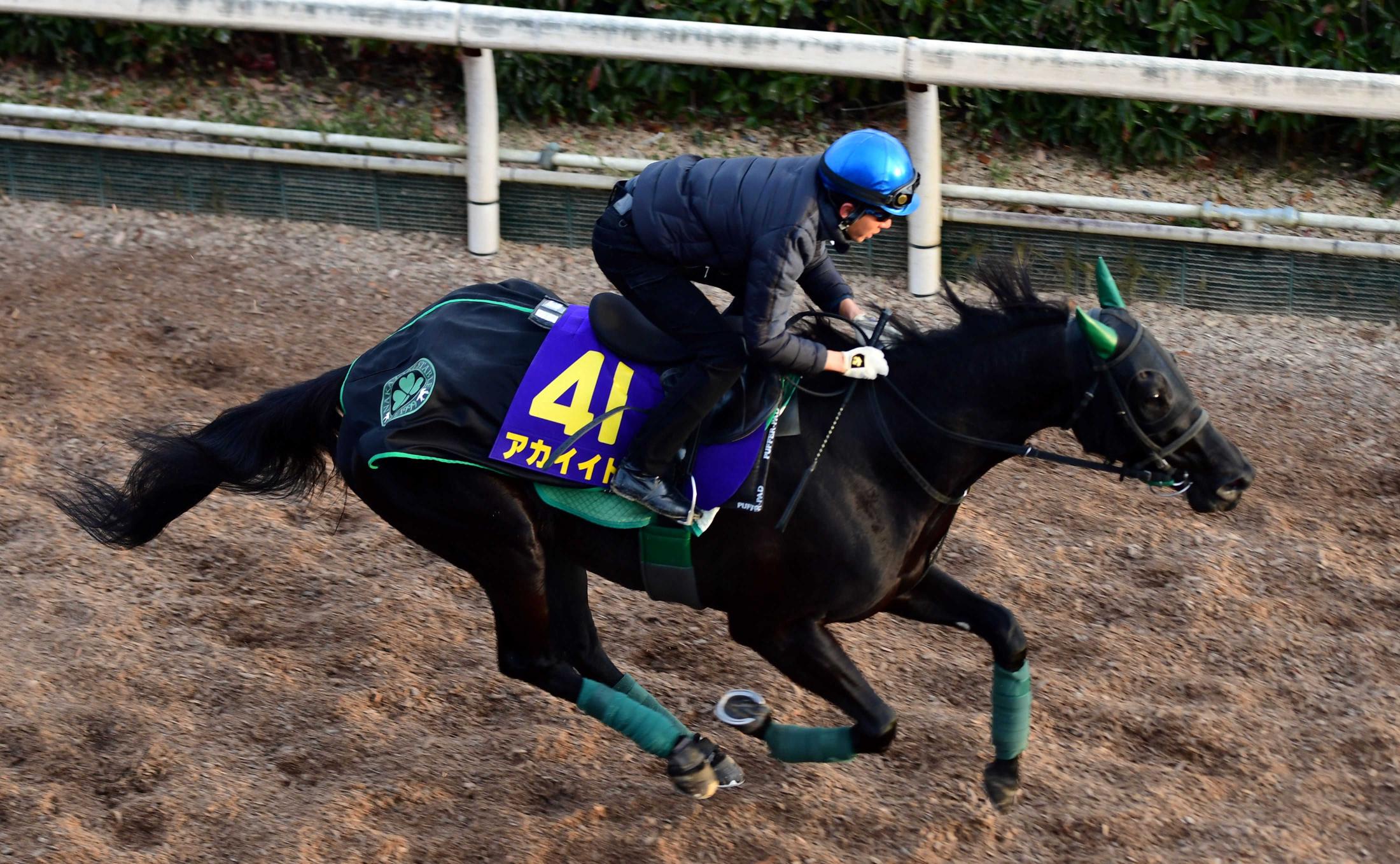 【有馬記念】アカイイト　仕上がり良好　幸も期待「去年と比べてもいい状態」