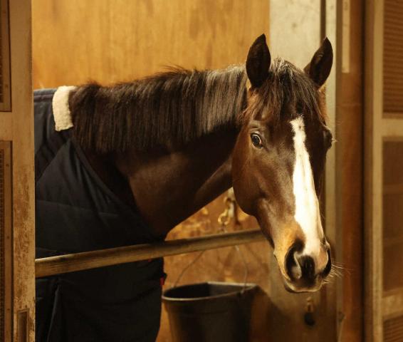 ドゥラエレーデ ホープフルS制覇から一夜明け、改めて喜び実感 競馬ニュース netkeiba