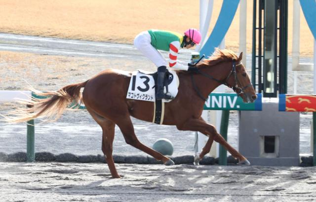 【中京1r・3歳未勝利】坂井瑠星騎手のマコトヴィクラントが逃げ切り西の2023年“一番星” 競馬ニュース Netkeiba