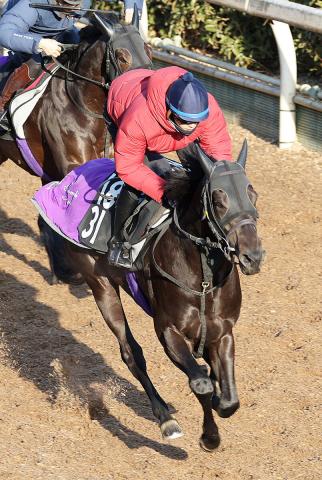 【日曜の注目新馬】ドバイターフを勝った名牝の子ヴィンセドリス、活発な気性は初戦向き