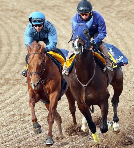 １週前追い切りを行ったレモンポップ（左、カメラ・荒牧　徹）